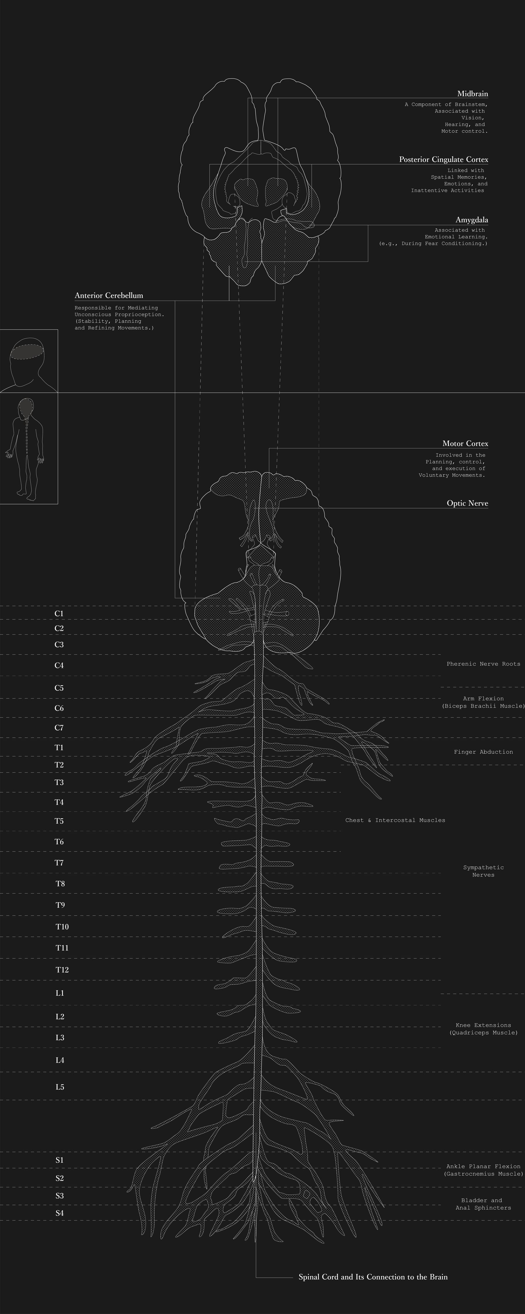 Brain diagram